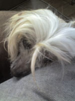 Blaze the Chinese Crested looking sad