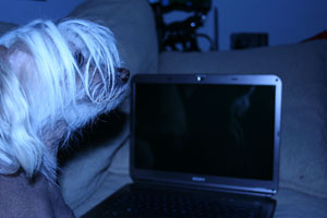 Blaze the Chinese Crested working at his computer