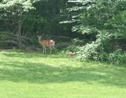 Deer in the backyard.