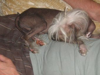 A a handsome hairless chinese crested up for adoption.