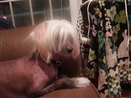 Blaze the naked Chinese Crested lying on the couch