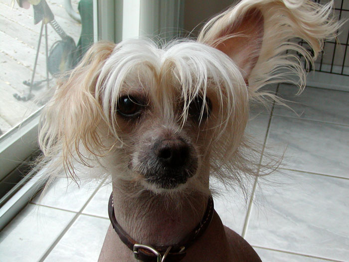 Portrait of Blaze the Chinese Crested